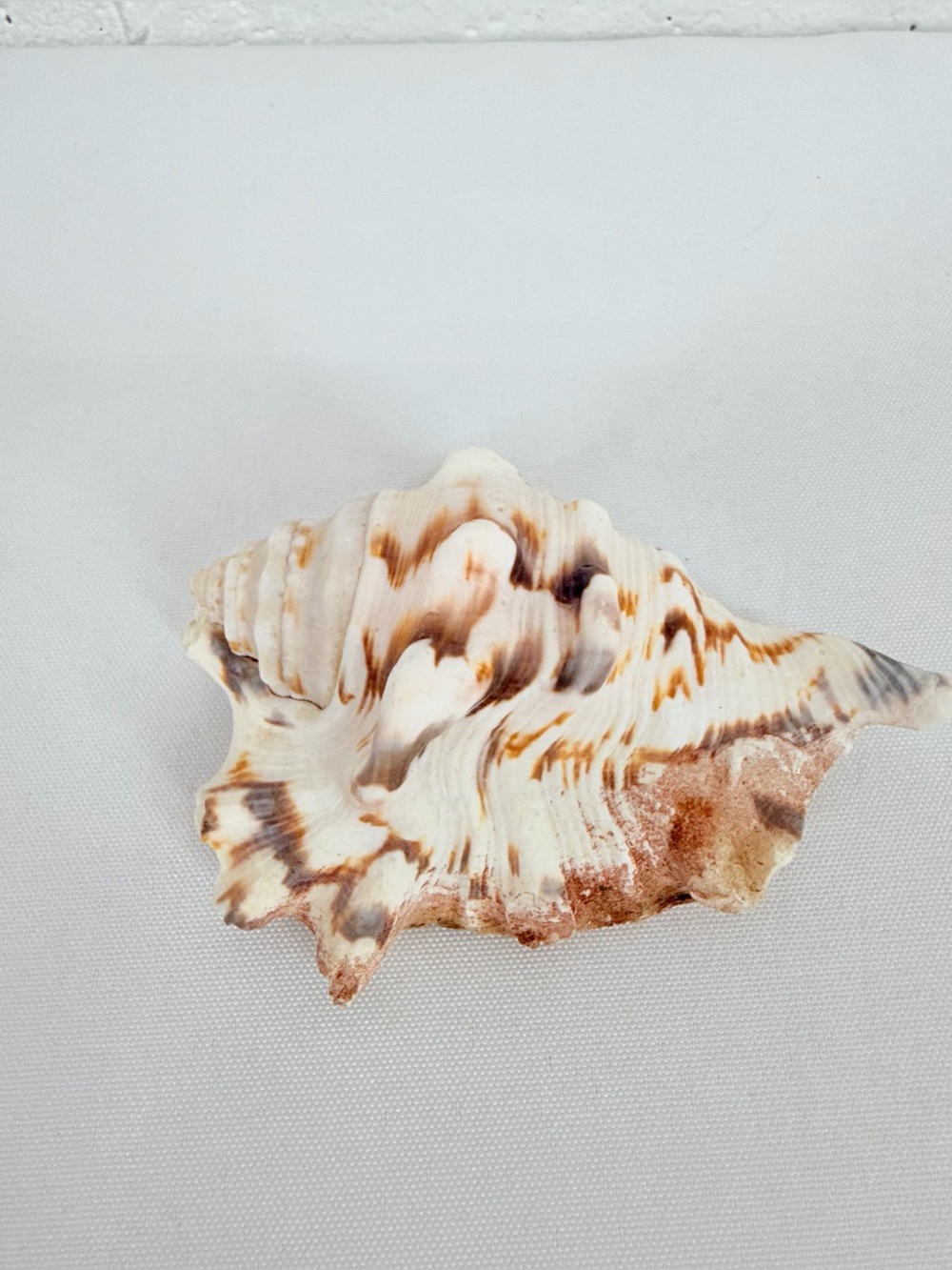 Seashell from the Ocean